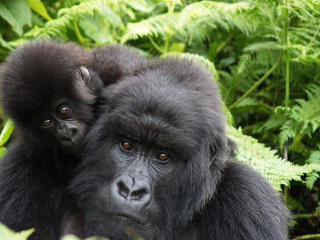 Ruanda gorila bebe